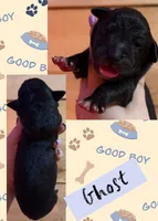 GHOST, a female Great Dane for sale in Bolivar, NY – 1 of 1