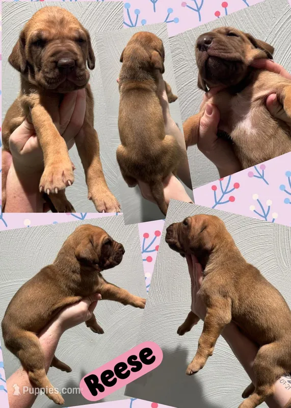 Reese – Great Dane puppy for sale in Bolivar, NY