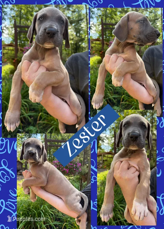 Zester – Great Dane puppy for sale in Bolivar, NY