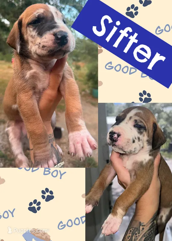Sifter  – Great Dane puppy for sale in Bolivar, NY