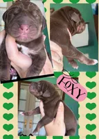 FOXY, a female Great Dane for sale in Bolivar, NY – Photo 2 of 2