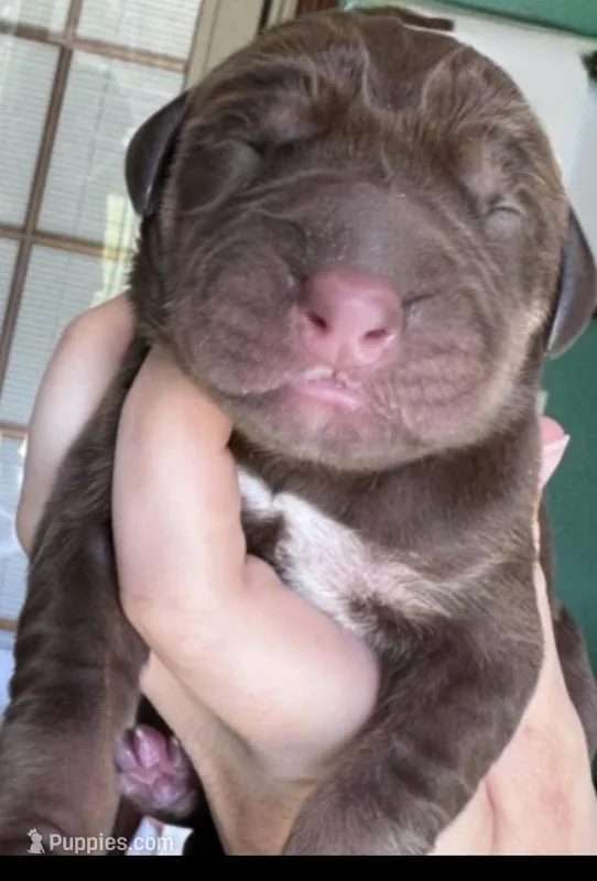 FOXY – Great Dane puppy for sale in Bolivar, NY