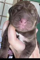 FOXY, a female Great Dane for sale in Bolivar, NY – Photo 1 of 2