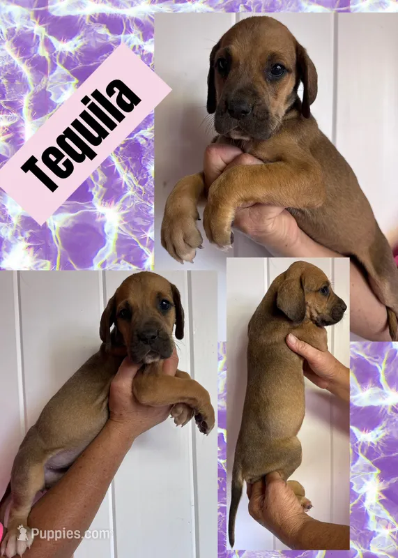 Tequlia – Great Dane puppy for sale in Bolivar, NY