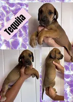 Tequlia, a female Great Dane for sale in Bolivar, NY – 1 of 3