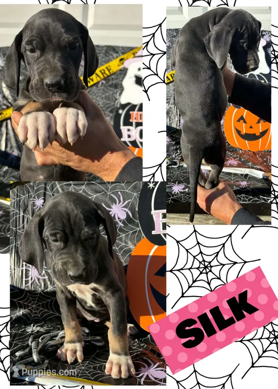 SILK – Great Dane puppy for sale in Bolivar, NY
