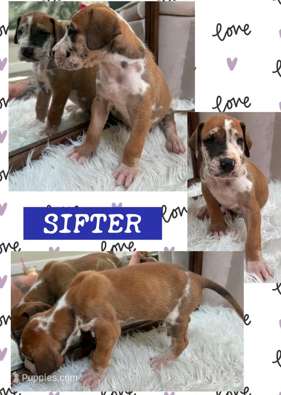 Sifter  – Great Dane puppy for sale in Bolivar, NY