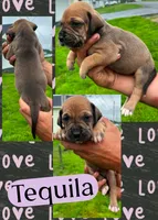 Tequlia, a female Great Dane for sale in Bolivar, NY – 2 of 3
