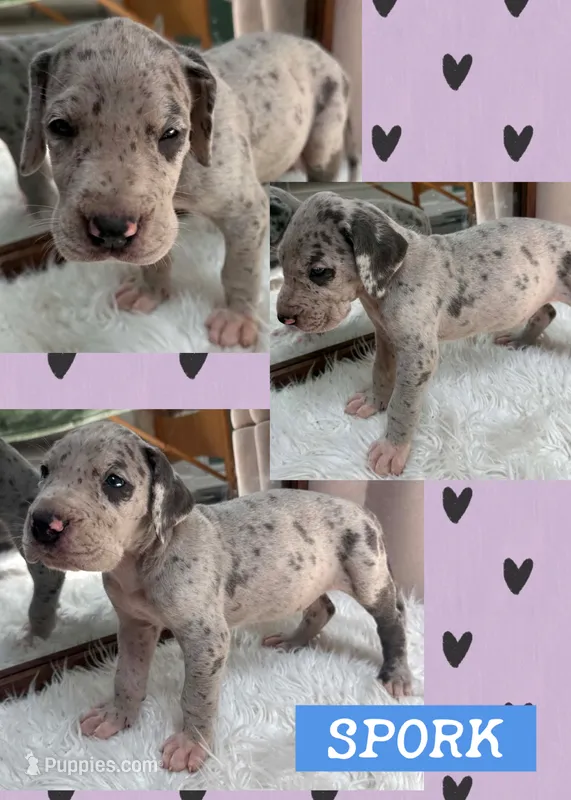 Spork – Great Dane puppy for sale in Bolivar, NY