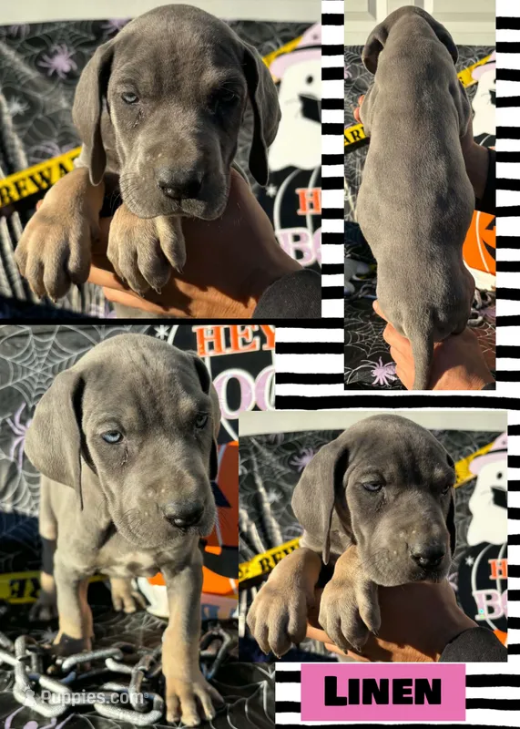Linen – Great Dane puppy for sale in Bolivar, NY
