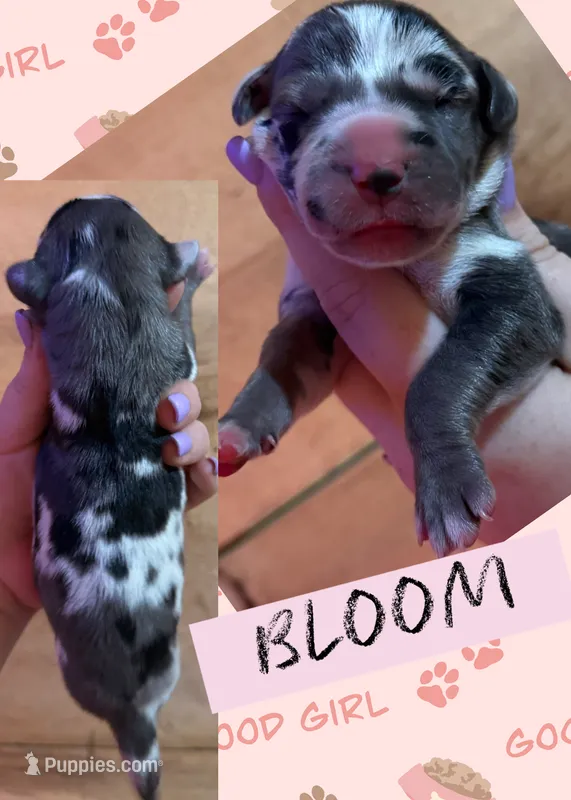 BLOOM – Great Dane puppy for sale in Bolivar, NY