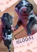 BLOOM, a female Great Dane for sale in Bolivar, NY – 1 of 1