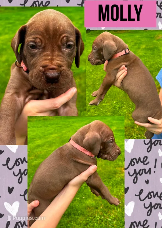 MOLLY – Great Dane puppy for sale in Bolivar, NY