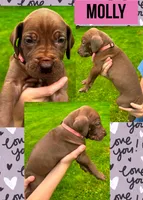 MOLLY, a female Great Dane for sale in Bolivar, NY – 1 of 1