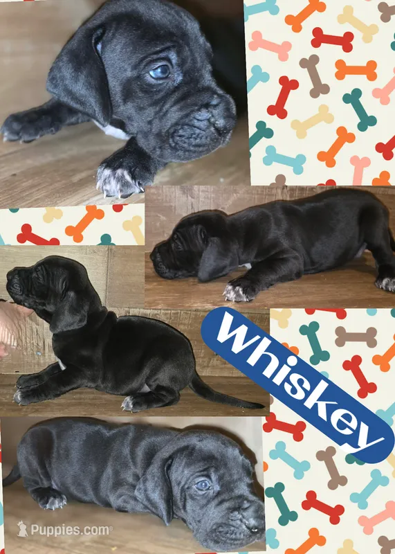 Whiskey – Great Dane puppy for sale in Bolivar, NY