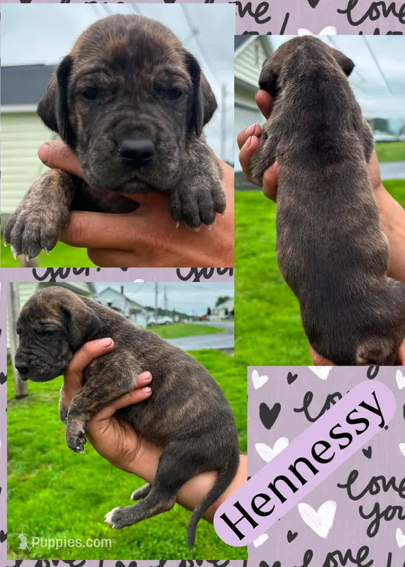 Hennesy – Great Dane puppy for sale in Bolivar, NY