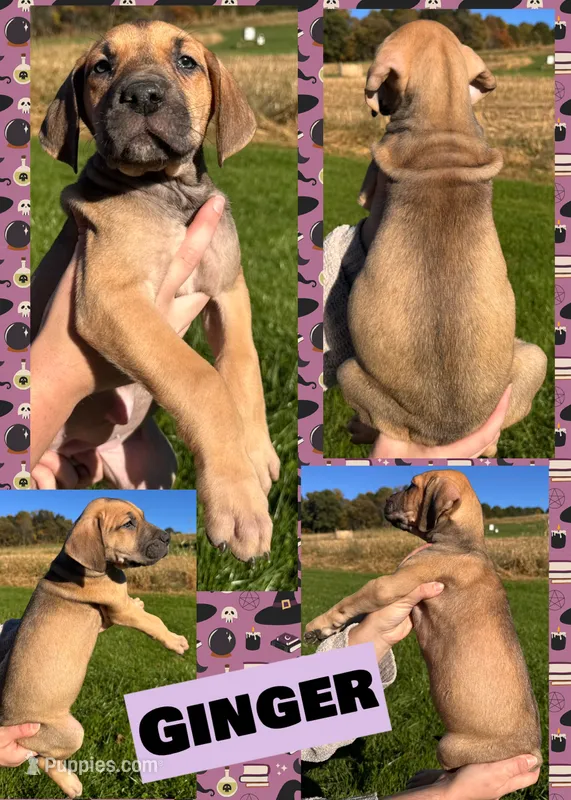 GINGER – Great Dane puppy for sale in Bolivar, NY