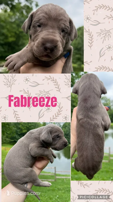 fabreeze – Great Dane puppy for sale in Bolivar, NY