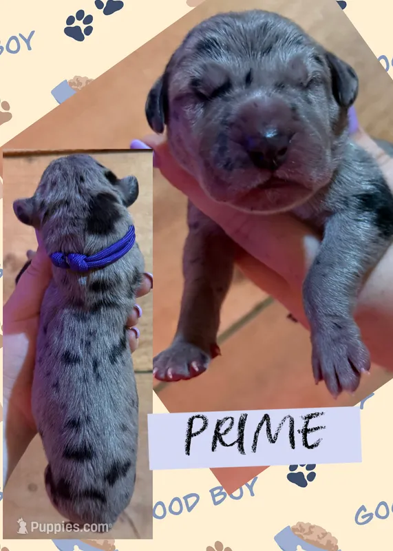 PRIME – Great Dane puppy for sale in Bolivar, NY