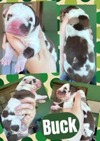 buck, a male Great Dane for sale in Bolivar, NY – Photo 2 of 2