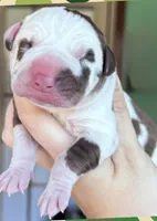 buck, a male Great Dane for sale in Bolivar, NY – Photo 1 of 2