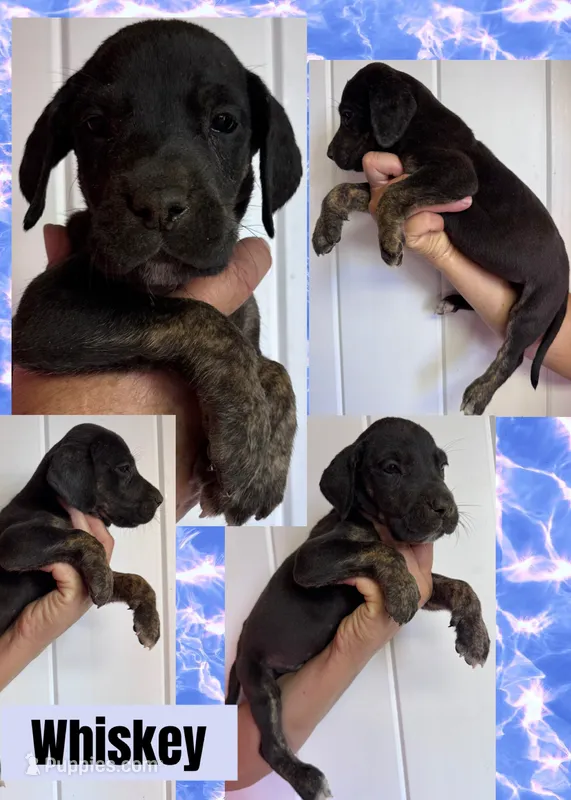 Whisky – Great Dane puppy for sale in Bolivar, NY