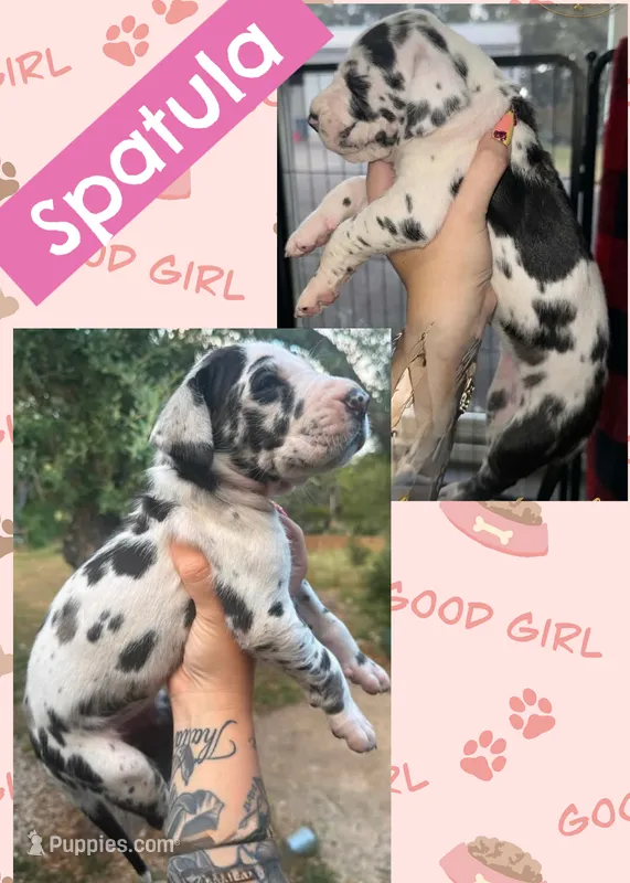 Spatula  – Great Dane puppy for sale in Bolivar, NY