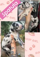 Spatula , a female Great Dane for sale in Bolivar, NY – 1 of 1