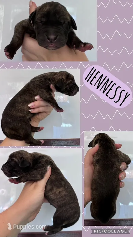 Hennesy – Great Dane puppy for sale in Bolivar, NY