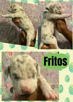 FRITOS, a male Great Dane for sale in Bolivar, NY – Photo 1 of 2