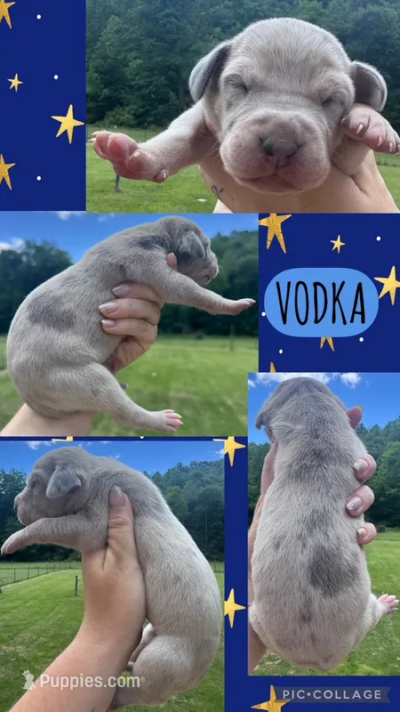 Vodka – Great Dane puppy for sale in Bolivar, NY