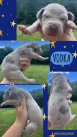 Vodka, a female Great Dane for sale in Bolivar, NY – 1 of 1