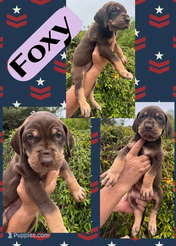 FOXY – Great Dane puppy for sale in Bolivar, NY