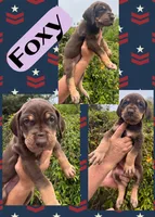 FOXY, a female Great Dane for sale in Bolivar, NY – 2 of 5