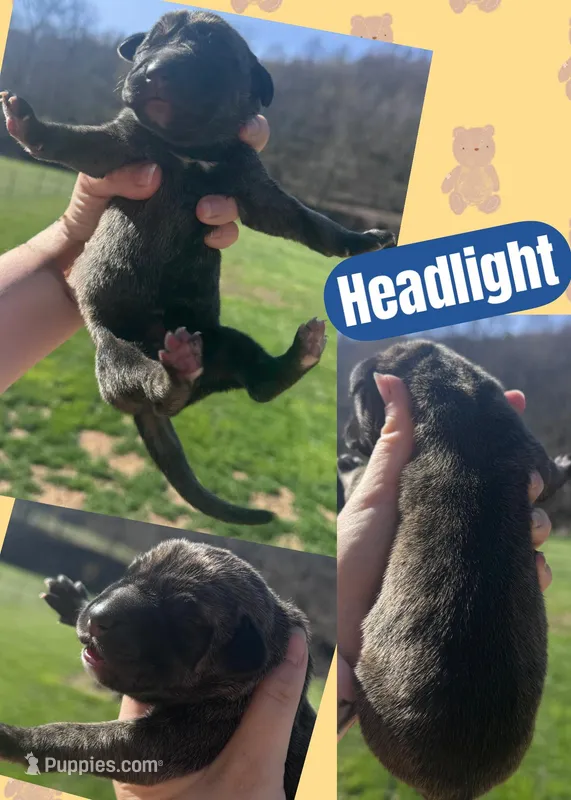 HEADLIGHT – Great Dane puppy for sale in Bolivar, NY