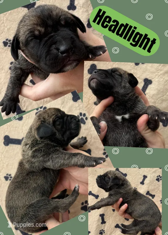 HEADLIGHT – Great Dane puppy for sale in Bolivar, NY