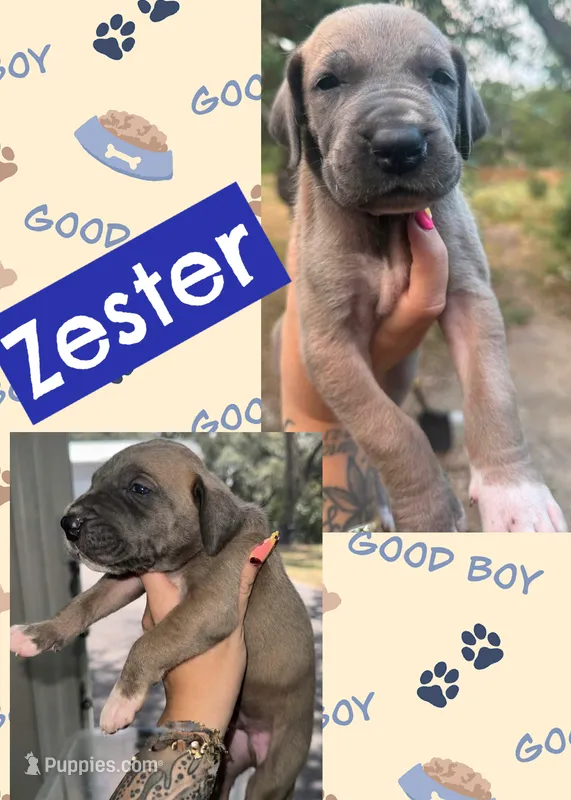 Zester – Great Dane puppy for sale in Bolivar, NY