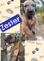 Zester, a male Great Dane for sale in Bolivar, NY – 1 of 1