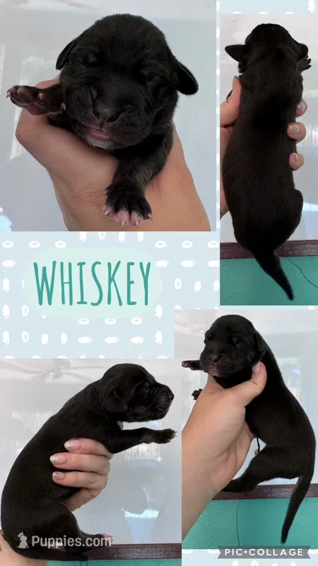 Whisky – Great Dane puppy for sale in Bolivar, NY