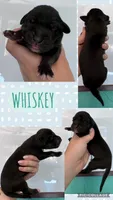 Whisky, a male Great Dane for sale in Bolivar, NY – 1 of 1