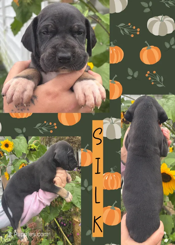 SILK – Great Dane puppy for sale in Bolivar, NY
