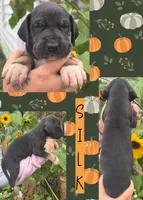 SILK, a female Great Dane for sale in Bolivar, NY – 1 of 1