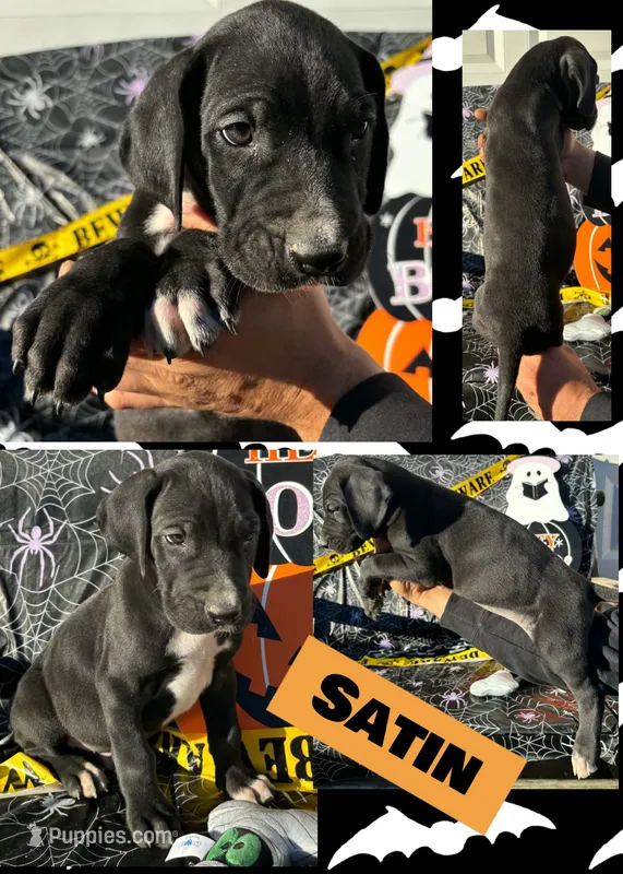 SATIN – Great Dane puppy for sale in Bolivar, NY