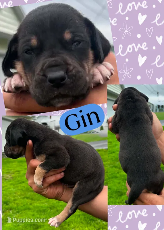 Gin – Great Dane puppy for sale in Bolivar, NY