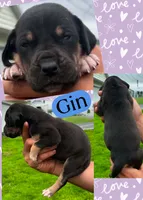 Gin, a male Great Dane for sale in Bolivar, NY – 1 of 2