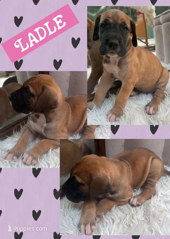 Ladle – Great Dane puppy for sale in Bolivar, NY