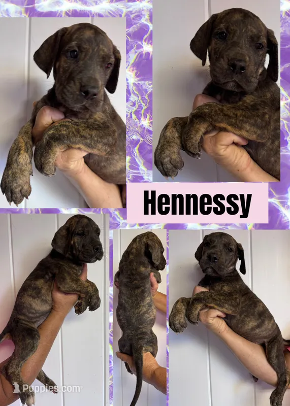 Hennesy – Great Dane puppy for sale in Bolivar, NY