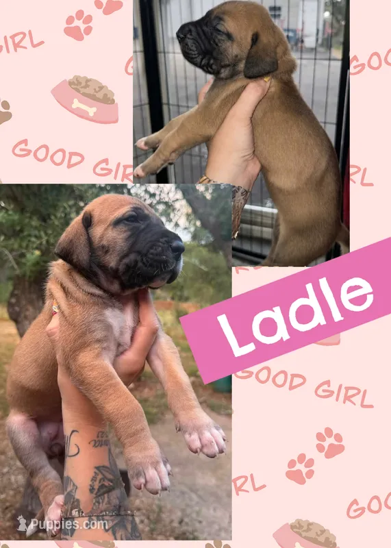Ladle – Great Dane puppy for sale in Bolivar, NY