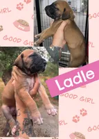 Ladle, a female Great Dane for sale in Bolivar, NY – 1 of 1