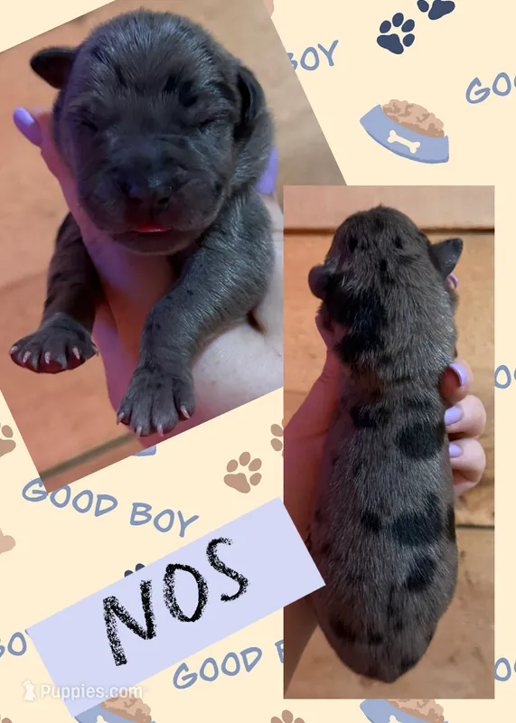 NOS – Great Dane puppy for sale in Bolivar, NY
